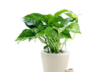 Plants suitable for planting beside the Guan Gong statue (plant selection with the theme of "masculine energy")