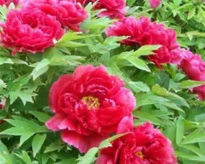 Aquatic Culture Management of Potted Peonies (Spring, Summer, Autumn, Winter - Water Quantity Matters!)