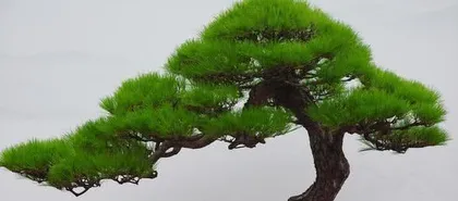 Care and Precautions for Little Pine (Understand its toxicity and feel safe keeping it indoors) 3