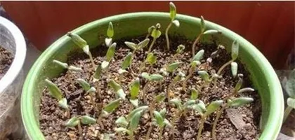 Pruning Techniques for Potted Euryale (From Selection to Pruning, Making Euryale More Beautiful)
