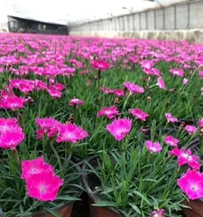 The blooming time and related characteristics of carnations (Unveiling the mystery of carnations' bloom and exploring the blooming patterns)