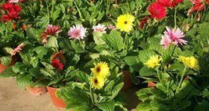 小叶栀子花的秋季养护（打造秋季美丽的栀子花园）2
