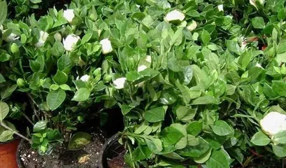 小叶栀子花的秋季养护（打造秋季美丽的栀子花园）3