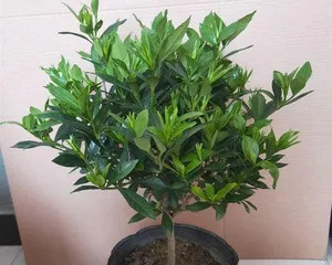 When is the blooming season of small leaf gardenia? (Explore the flowering time of small leaf gardenia to add color to your garden.)