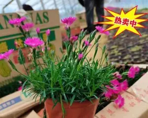 The blooming period and characteristics of heather (Exploring the growth and flowering of heather)