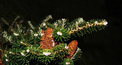 Choosing the Optimal Pine Variety to Create a Green Homeland (Exploring the Differences Among Pine Varieties and Planting Methods)