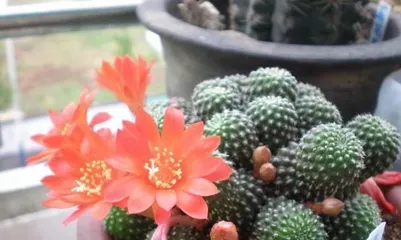 Cultivation Methods for Small Succulents (Creating Beautiful Succulents)