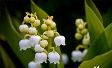 The national flower of Norway - Viola (Cultural background and meaning of the flower of Norway)
