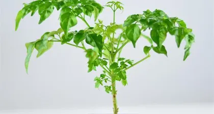 盆栽桔子树的浇水方法与技巧（轻松养护，保证健康生长）3