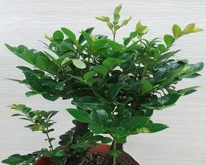 Pterocarpus santalinus Bonsai Planting Method (Creating Beautiful Bonsai to Make Life Better) 3