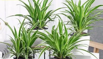 Essential Plants for Office Women (Creating a Healthy and Comfortable Work Environment)