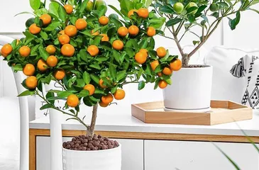 Winter Care for Potted Orange Trees (How to Help Potted Orange Trees Survive the Winter?) 3