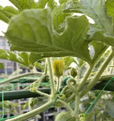 The Best Time to Grow Watermelons in the South (Choose the Right Planting Time for a Bountiful Watermelon Harvest)
