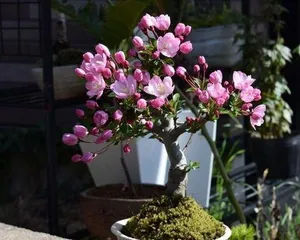 Detailed Pruning of Potted Cherry Blossoms (Creating Healthy and Beautiful Potted Cherry Blossoms)