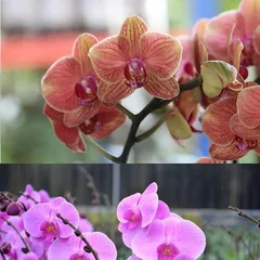 What flowers to buy for Chinese New Year in the south (2022 New Year's goods list big reveal! Must-read before the flower market, don't forget the taboos)