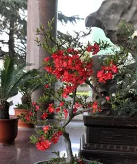 The Cultivation Methods and Precautions for Potted Cherry Blossom Trees (The Best Choice for Creating a Home Garden)