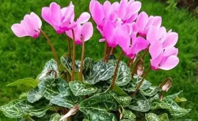 Cold-tolerant flowers suitable for cold environments (15 beautiful flowers that make your garden a beautiful oasis all year round)
