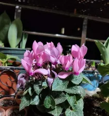 Is potted cherry blossoms suitable for rainwater? (Exploring the water needs and protection methods of potted cherry blossoms)
