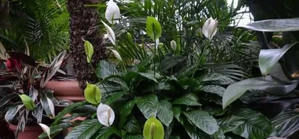 Discover Shade-Tolerant and Moisture-Tolerant Plants (Explore green plants suitable for high-humidity environments to make your indoor life healthier)
