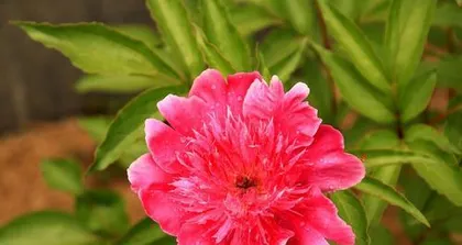 Exploring the Fragrance of Peony: From the Source to the Types, Understand the Fragrance of Peony in One Article