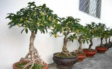 Pruning Techniques for Potted Osmanthus (Suitable Time, Correct Methods, Ensuring Vibrant Flowers)