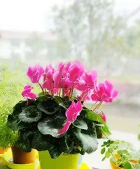 What kind of flowers are suitable for girls? (15 types of flowers to give you a fresh life)