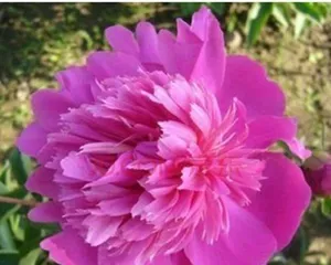 Peony is a perennial plant (exploring the vitality and growth characteristics of peonies)