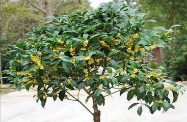 Potting Schedule for Bonsai Osmanthus (Repotting in Autumn for Healthy Growth)