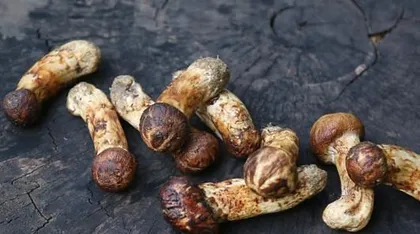 How to eat Matsutake the healthiest way? (Absolutely avoid pairing it with these ingredients!)