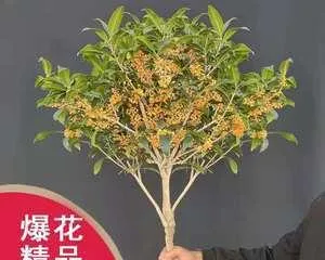 Potted Osmanthus Fertilization Guide (Creating Thriving Potted Osmanthus, Master the Correct Fertilizer Usage Methods)