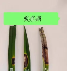 Control Methods for Orchid Pests and Diseases (Preventive Measures and Practical Tips)