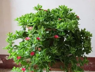 Tips for keeping the peonies吊兰 more vigorous (Creating lush and green peperomia, start with care)