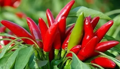 Reasons for Not Raising Chili Peppers at Home (Why is it unsuitable to grow chili peppers at home? What are the safety hazards?)
