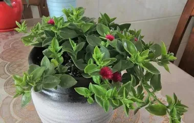 让牡丹吊兰更旺盛的养护技巧(打造繁茂翠绿的牡丹吊兰,从养护开始)2