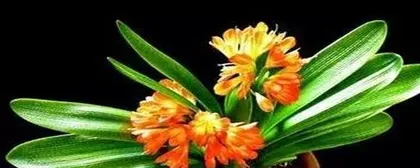 What plants attract wealth? (How to choose wealth-boosting plants to make your home's fortune flourish!)