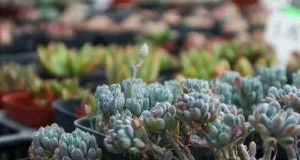 How to Grow Blue豆 Echeveria (Fall in Love with Succulents, Start with Blue豆)