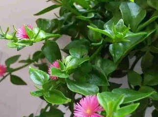 Pothos propagation methods and precautions (easily master the correct pothos cutting techniques to create a beautiful home)
