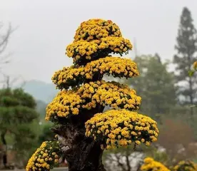 Reasons Why Chrysanthemums Are Not Suitable for Home Cultivation (Understand the Characteristics of Chrysanthemums, Choose Household Plants Carefully)