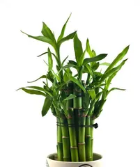 Which flowers should be placed at home? - Types of flowers suitable for placement from a feng shui perspective (Learn everything about flower feng shui in one go to help you create a livable home!)