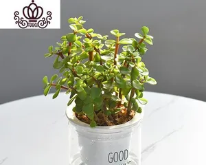 Beautiful plants can also be grown by lazy people - Lazy Plant Pots (a convenient, effortless, and efficient way to create beautiful pots)