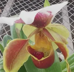 Common Orchid Species and Characteristics (Exploring the World of Orchids, such as Phalaenopsis, Dendrobium, and Oncidium)