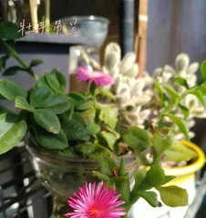 The sun exposure needs of the String of Hearts (Understand the sun exposure needs of the String of Hearts to ensure it grows healthy and strong)