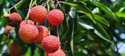 How many years does lychee take to bloom and fruit? (The patience of planting lychee)