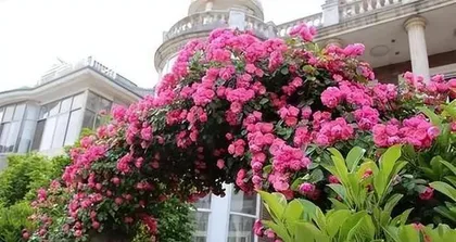Cold-resistant and drought-tolerant outdoor climbing flowers (Exploring outdoor climbing flowers suitable for northern climates)