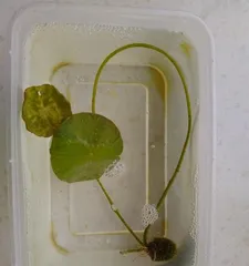 Germination Time and Precautions for Orchid Seeds (Understanding the growth process of orchid seeds helps you plant more smoothly)