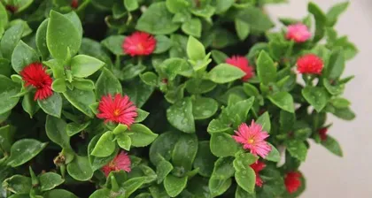 Discover the blooming journey of the Lipstick Plant (with a blooming period of up to six months, charming green flowers)