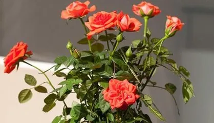 Semi-shade cold-tolerant flowers in winter (the best choice for creating a winter garden)