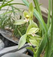 Explore the growth environment of orchids (understanding the suitable cultivation conditions and growth locations of orchids)