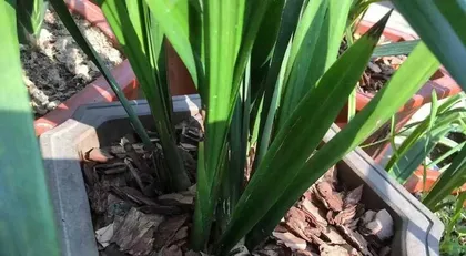 The time and method of orchid transplantation (master the key techniques to ensure the healthy growth of orchids)