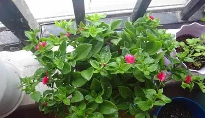The reasons and solutions for Calceolaria uniflora not blooming (lack of water, lack of fertilizer, insufficient light, and diseases and pests are the main culprits for Calceolaria uniflora not blooming)